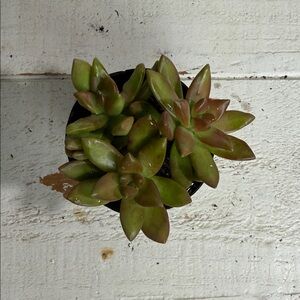 Sedum Adolphi Sunsform Green and Brown Succulent Plant